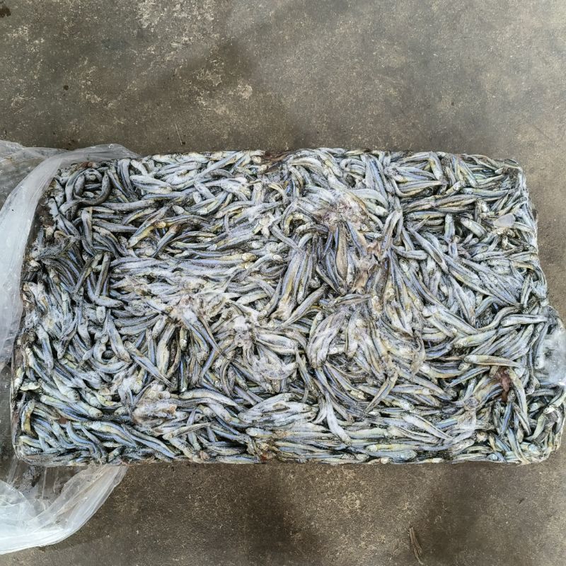

Ikan Teri Beku