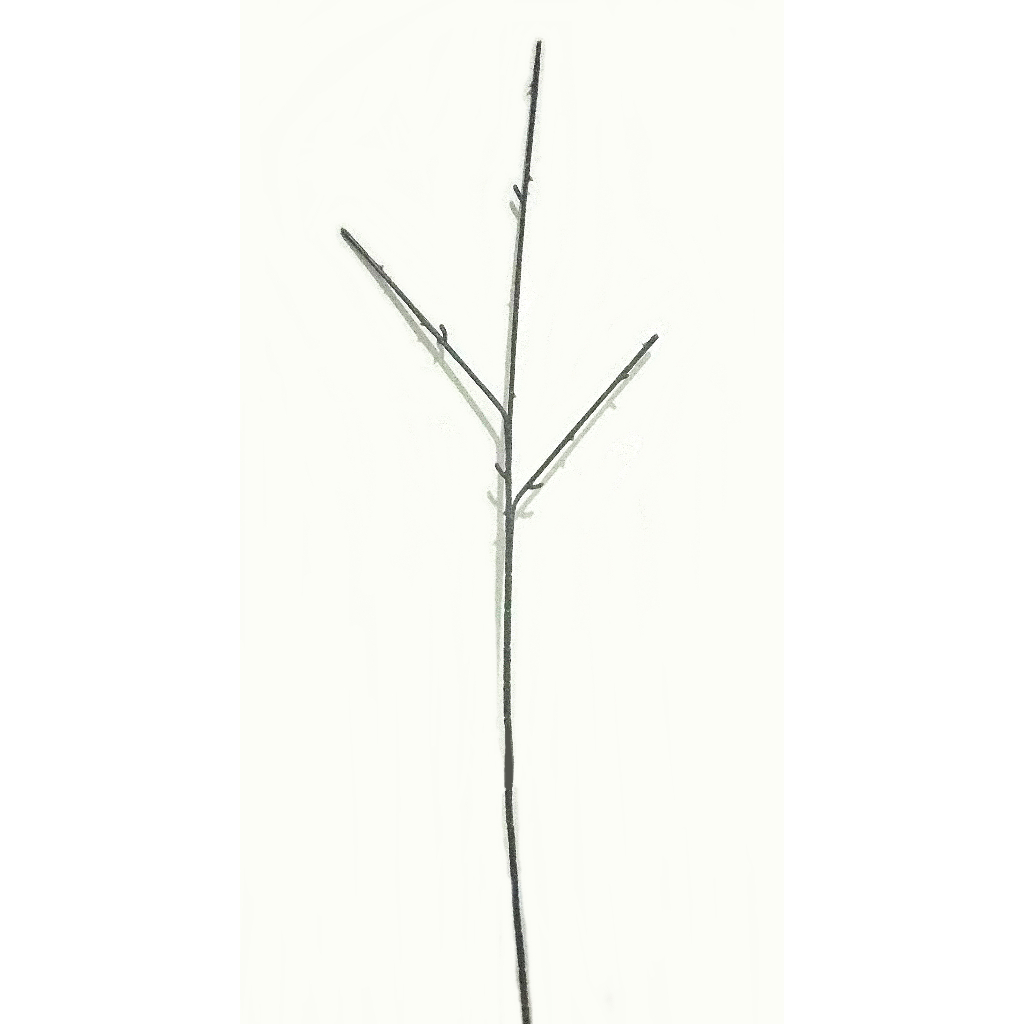 

Tangkai 3 Cabang Tinggi 60 cm Ukuran 2 mm Premium Kawat Bunga Palsu Batang Duri Ranting Hijau Tua Coklat Cokelat Autumn Gagang Mawar Rose Ros Branch Kembang Besar Gede Tebal 2mm No 16 No. HK Panjang Isi Polos Polosan Ijo Artificial Flower Florist Tiga x3