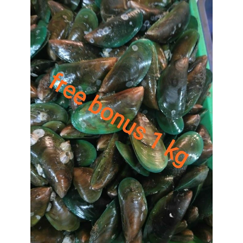 

kerang hijau segar 500gr + gratis bonus