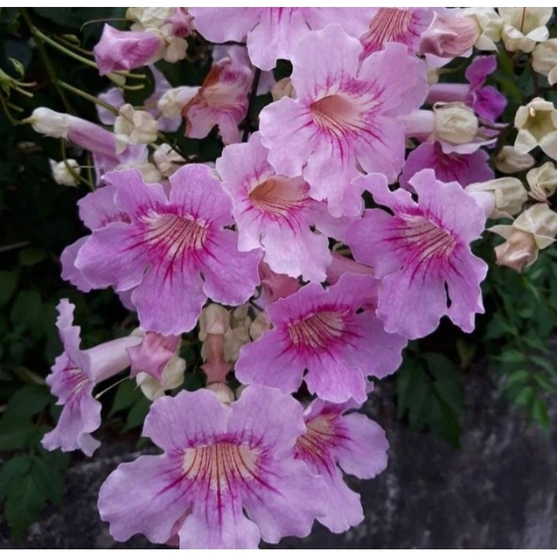 Tanaman Bunga Tecoma pink terompet Pink Tecomaria