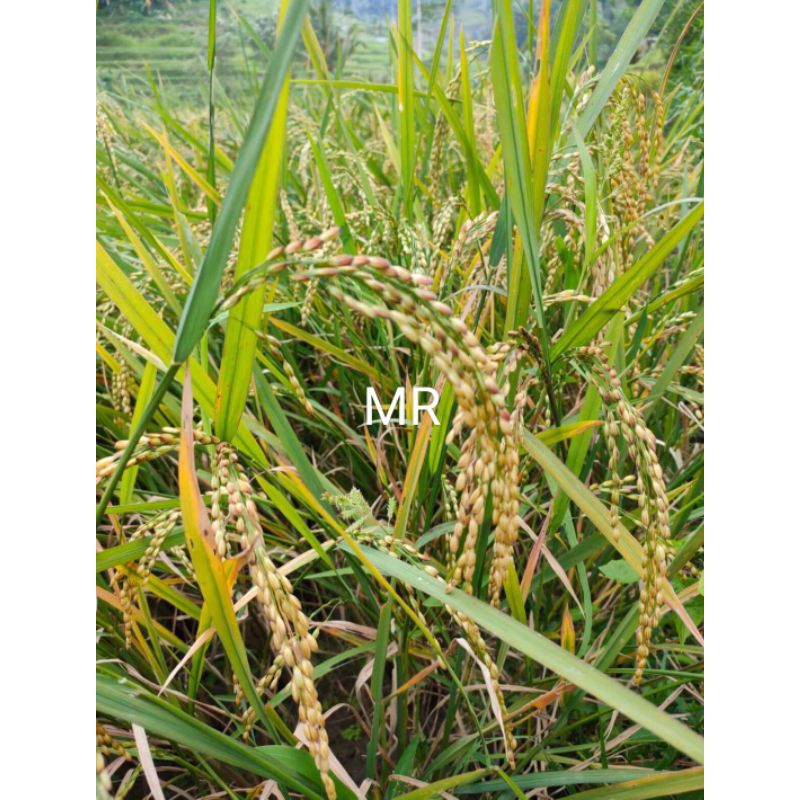 Benih padi kampung padi lokal / padi walen jaminan terbaik 1 kg