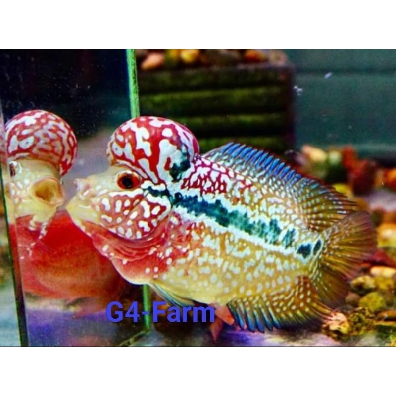 G4-Burayak Kamfa f2 Two-Tone Thailand sz 3-4cm