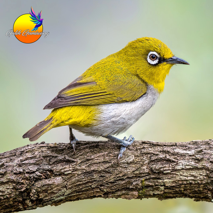 Burung Pleci Buxtoni Sortiran Jantan