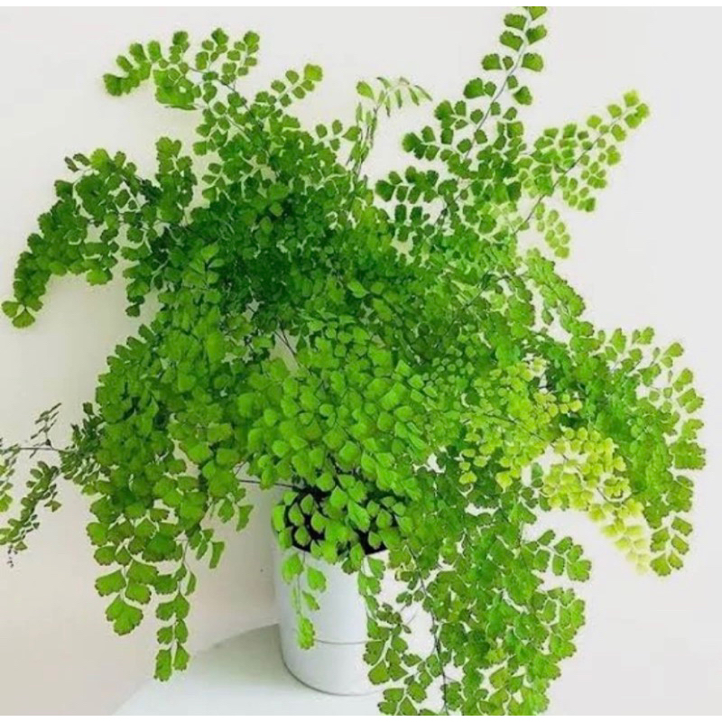 Tanaman Hias Suplir koin / Daun suplir / Daun kecil Suplir Koin -Tanaman hias