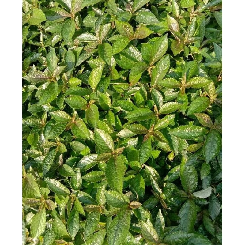 

Daun ki baling 500gram segar