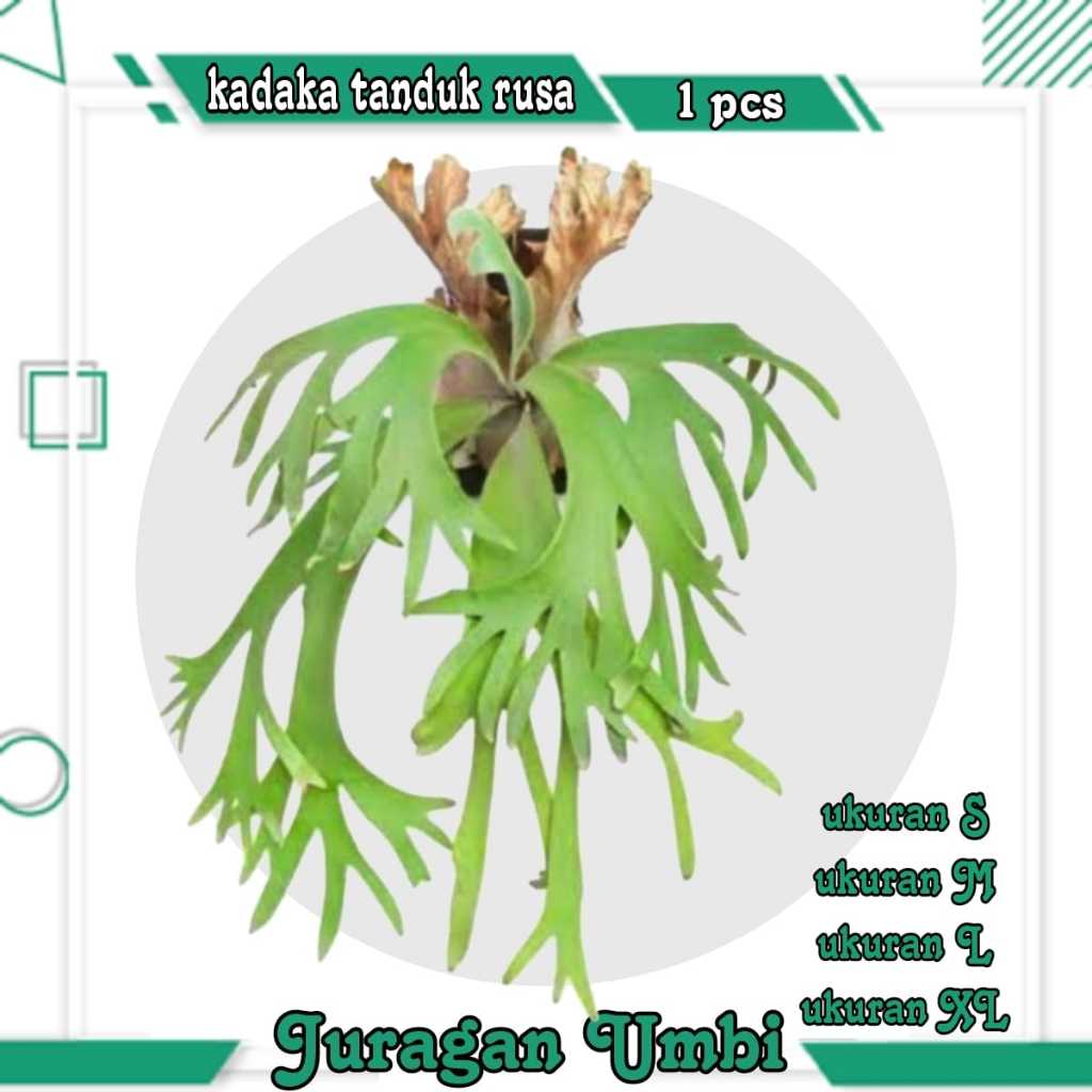 Tanaman Hias Kadaka Tanduk Rusa / Kadaka Uncal