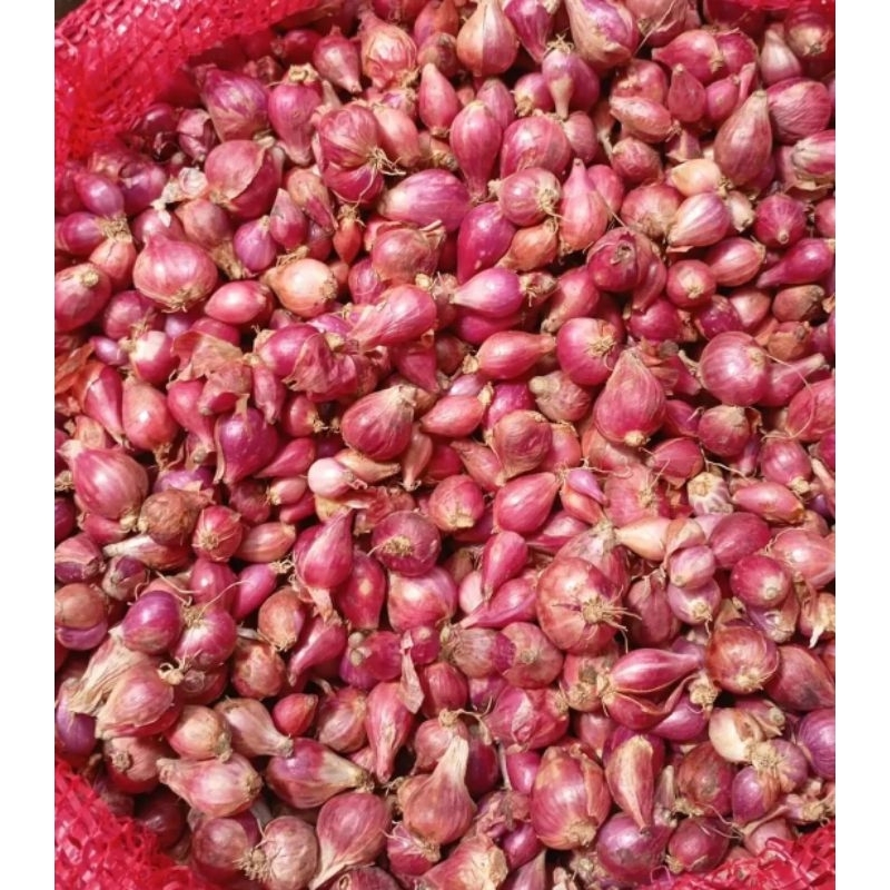 

Bawang Merah 1Kg Bawang Merah Brebes 1Kg Bawang Merah Murah 1Kg