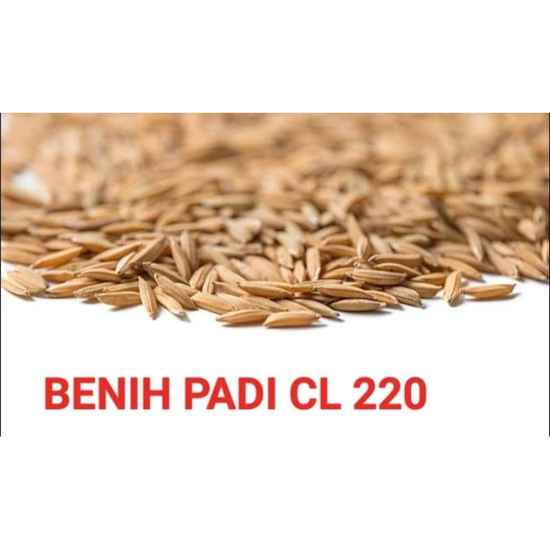 BENIH BIBIT PADI CL 220 BERKUALITAS UNGGUL 1KG (COD)