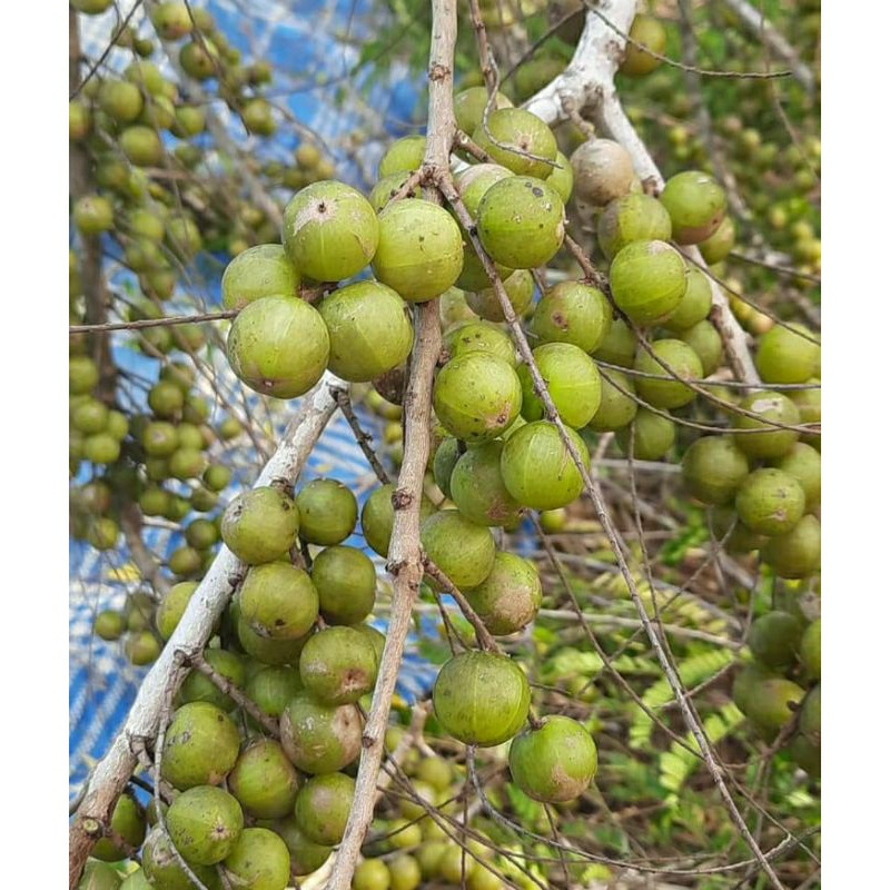 

Buah malaka petik pohon 1 kg