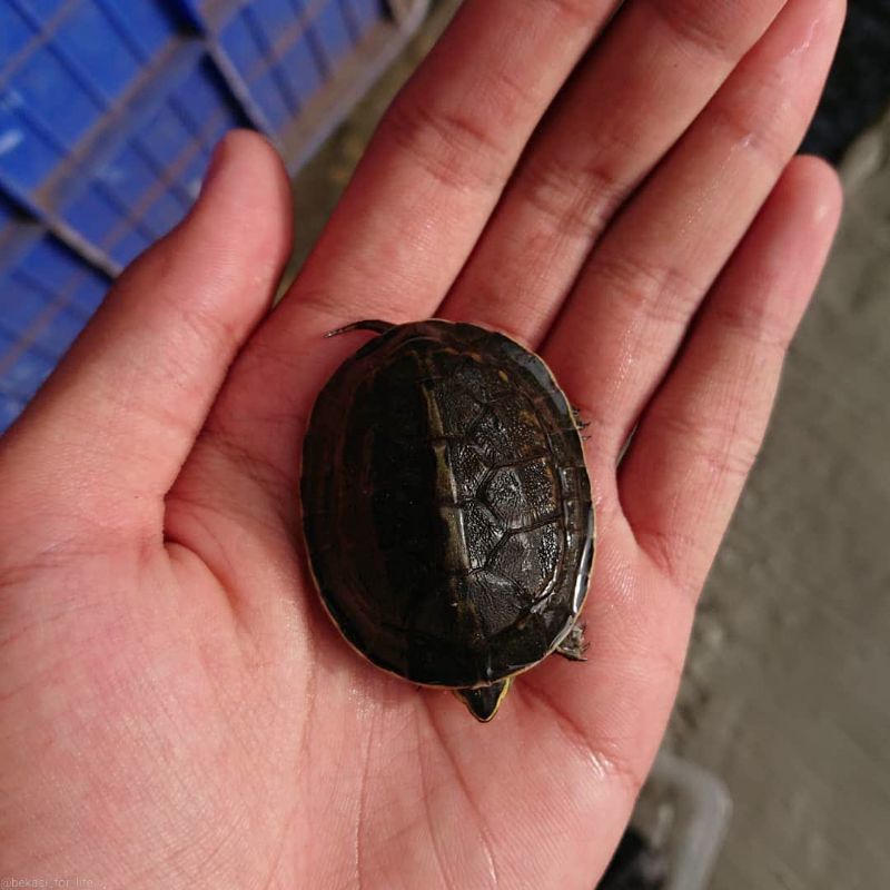 Ambon batok baby Free pelet