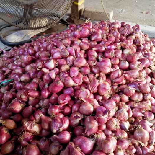 

Bawang Merah Nganjuk Ukuran Sedang dan Kering 500gr