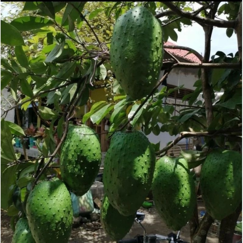 

promo buah sirsak madu segar perbuah