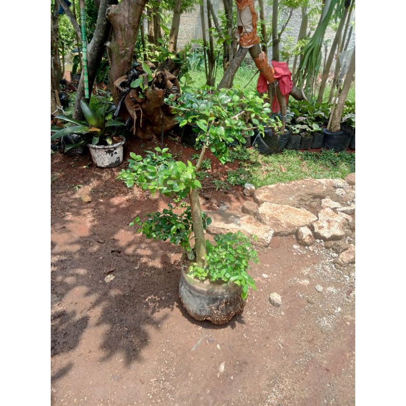 Bonsai serut hijau bonsai serut cantik