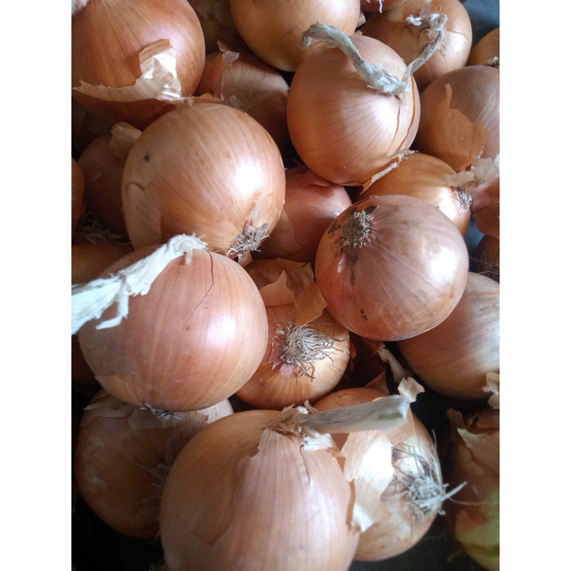

BAWANG BOMBAY IMPOR