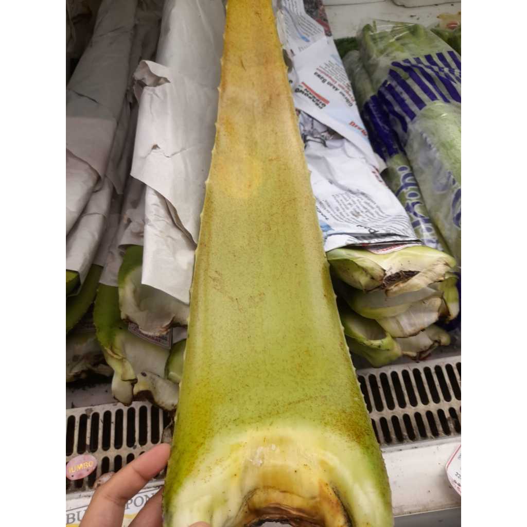

Lidah buaya pontianak (500g - 800g)