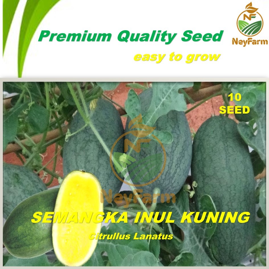 Benih Semangka Inul Kuning Benih Biji Buah Semangka Inul Kuning 10 Biji Unggul Berkualitas