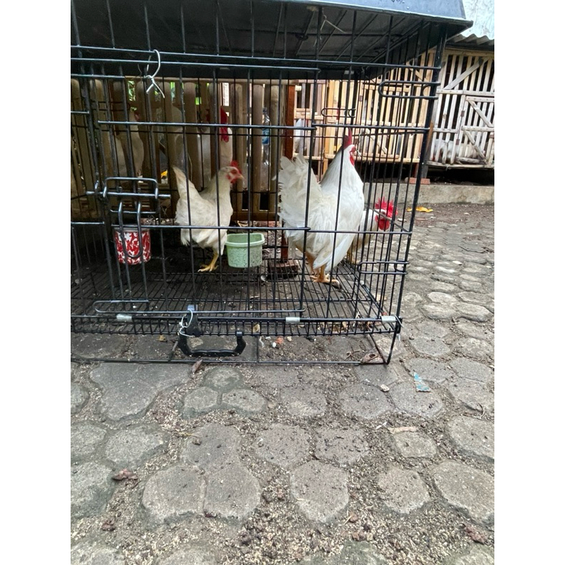 Ayam Kate Putih