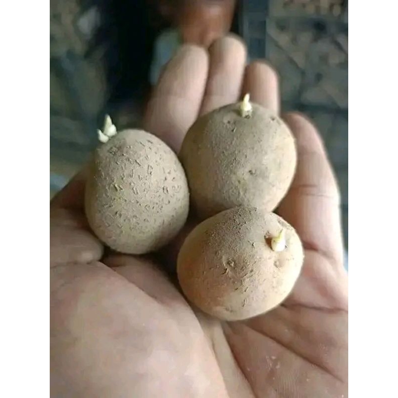 benih/kentang.granola