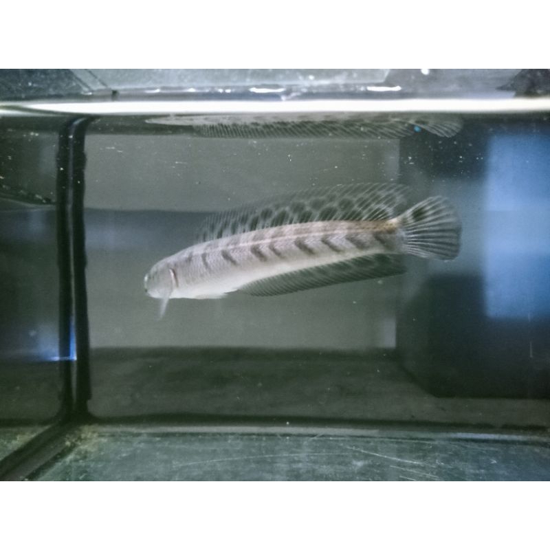 progres maru ys batik 12cm