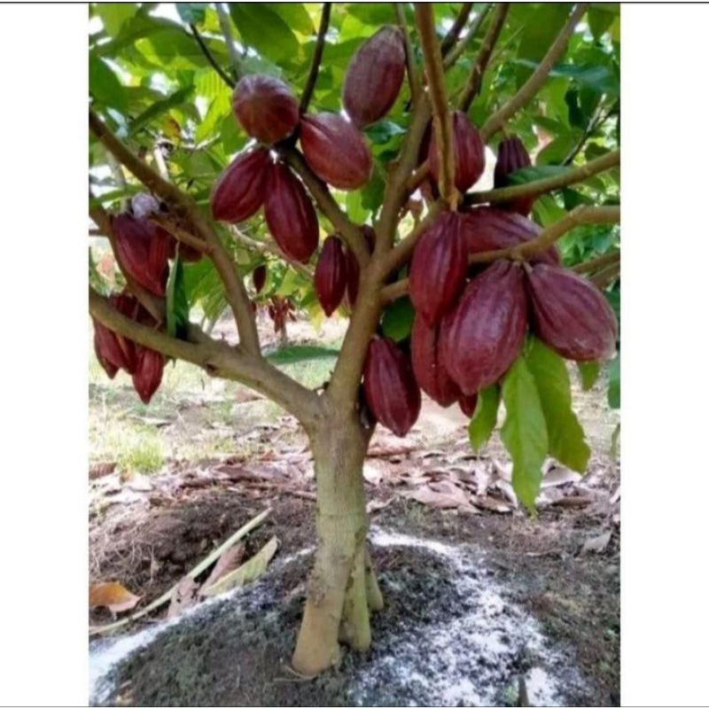 BIBIT BUAH OKULASI DAN SAMBUNG KOPI COKLAT MCC 02