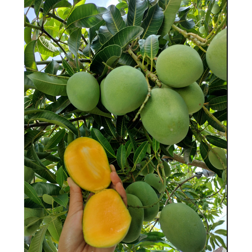 

mangga madu klanceng /madu krompol 1kg 1kg isi 3,4,5,6 bisa reques