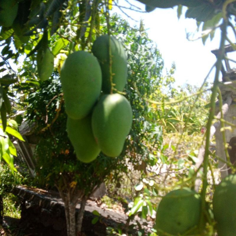 

mangga muda fresh 5kg