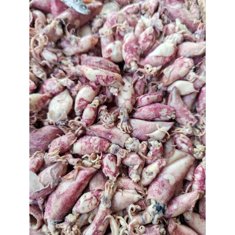 

IKAN ASIN CUMI REBUS / SOTONG REBUS SIZE SEDANG KEMASAN VACUM 100GR