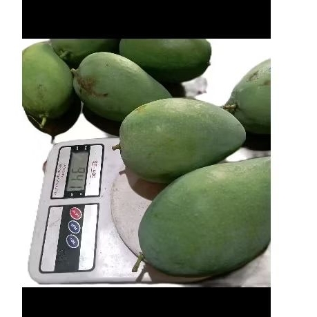 

MANGGA#HARUMMANIS#MANGGAGADUNG#DANGINGTEBAL#LANGUNGDARIPOHON FRESH