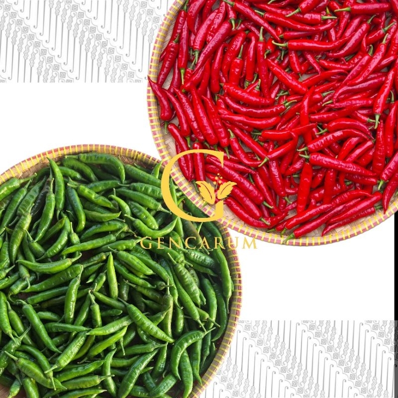 

Cabe Besar Fresh hasil panen 250 gram aman pestisida