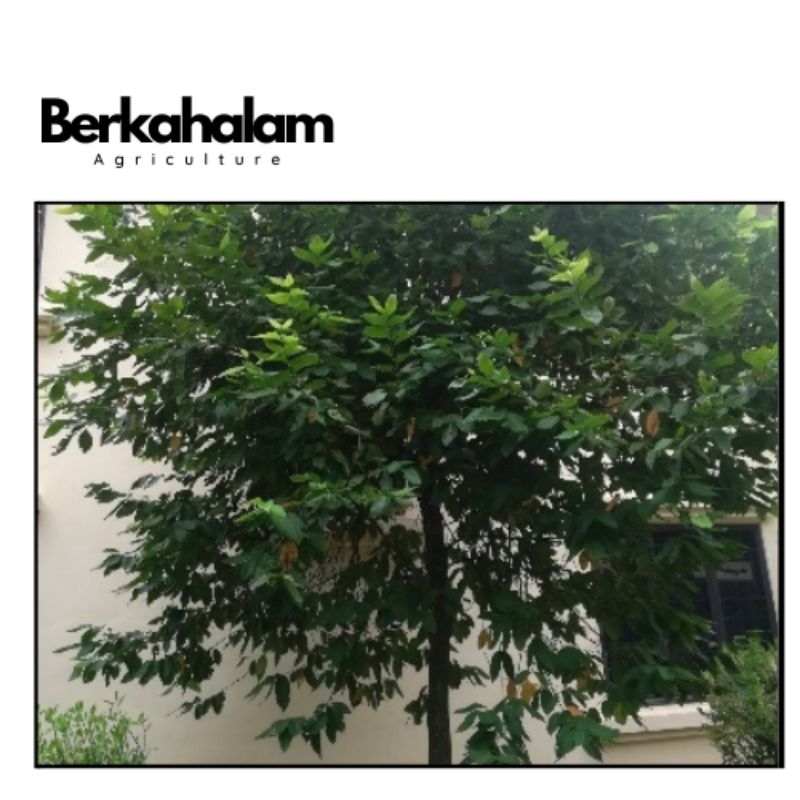 

Daun Salam 100 Gr