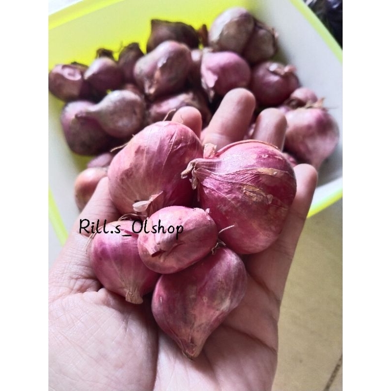 

Bawang Merah Besar Tanggung 1kg / Bawang merah Probolinggo