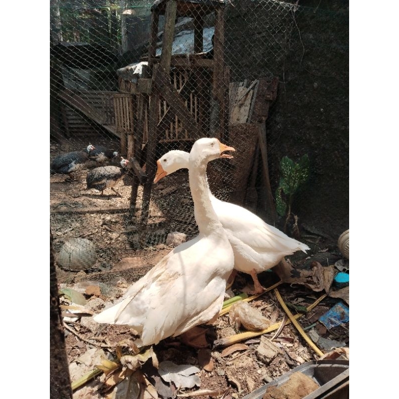 angsa /swan / soang remaja sepasang