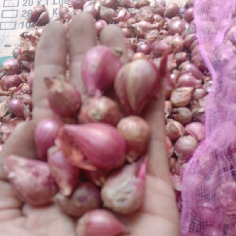 

bawang merah murah