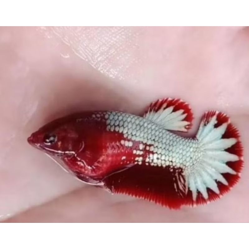 Female Red Head FCCP