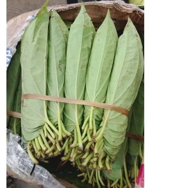 

Daun sirih 1 ikat besar isi 5 kepit sirih medan sirih gunung segar dan enak