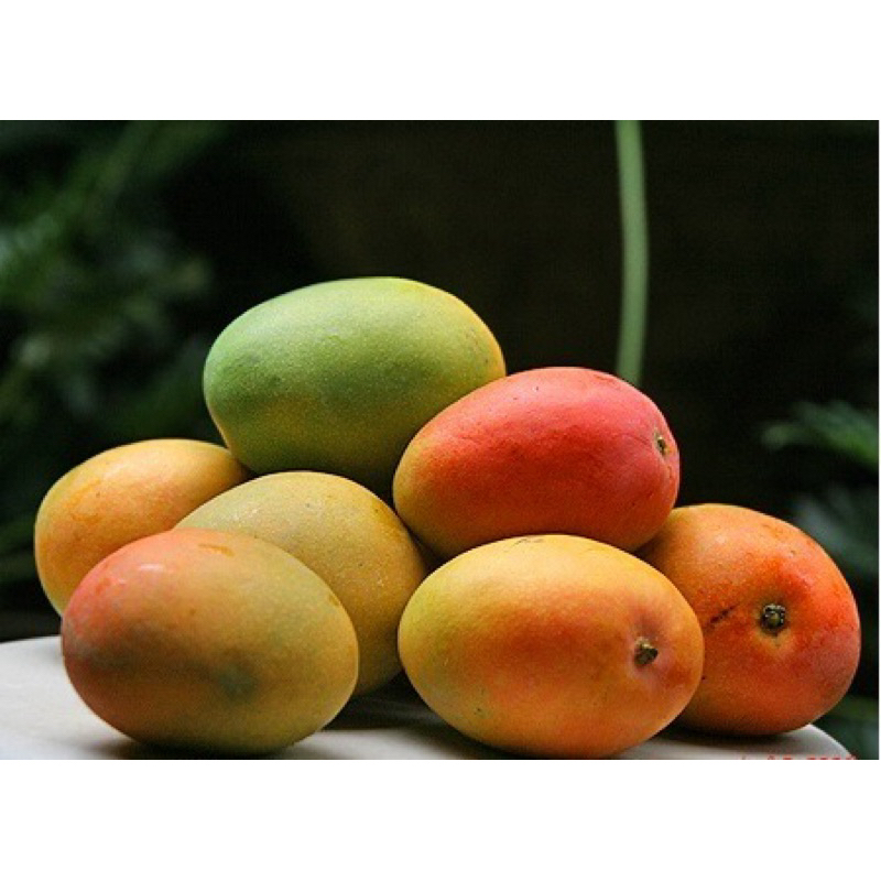 Bibit Mangga Gedong Gincu Majalengka siap BERBUNGA