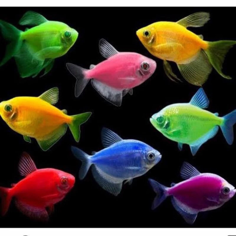 

PAKET HEMAT GLOW FISH ISI 10ekor