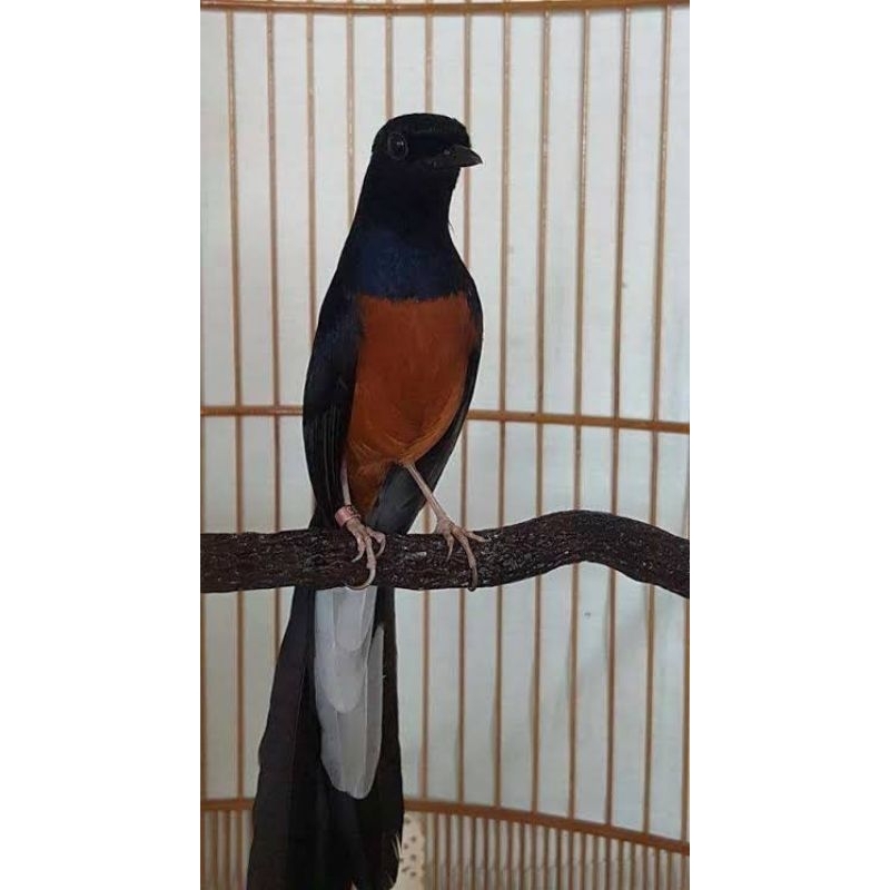 Murai Batu Lokal Bahorok Gacor Khusus Instan