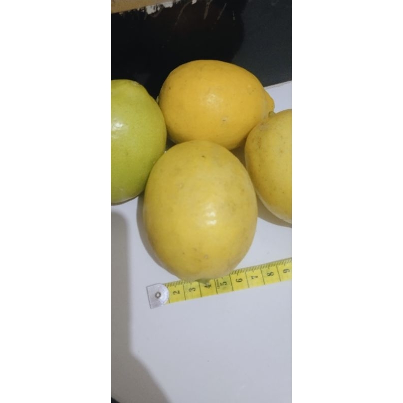 

jeruk lemon sigles super gread A 1 biji 150 gram - buah lemon lokal - buah lemon fresh