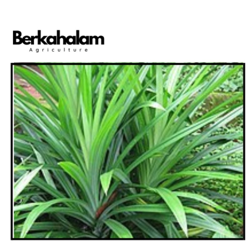 

daun pandan 250gram