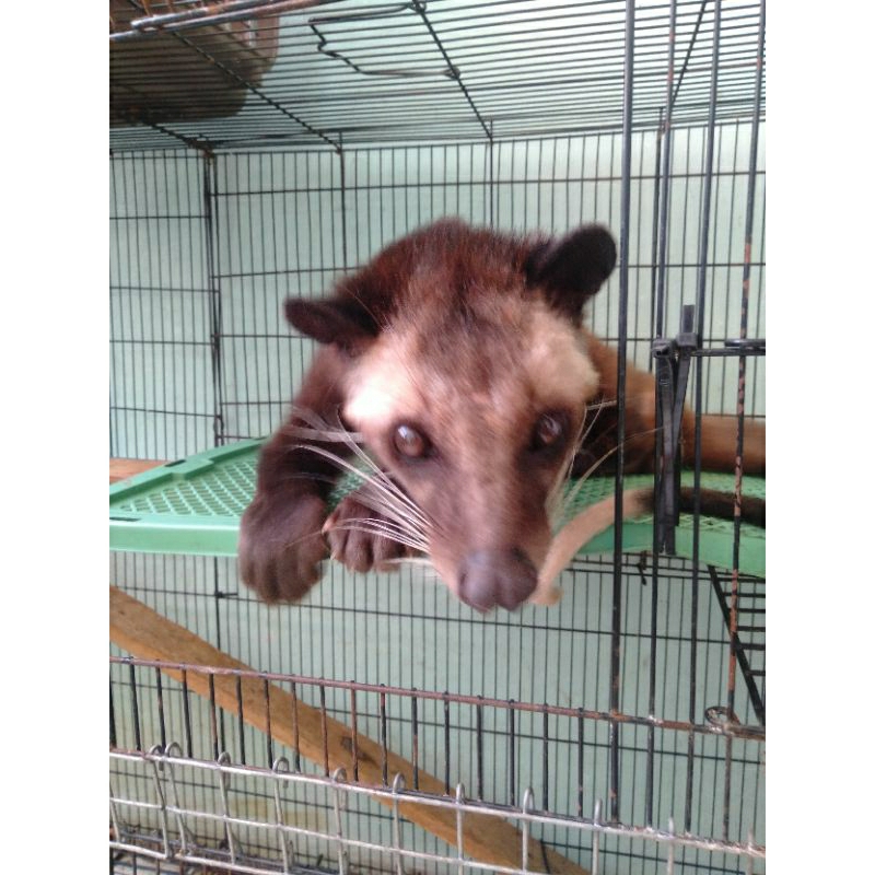 musang bulan