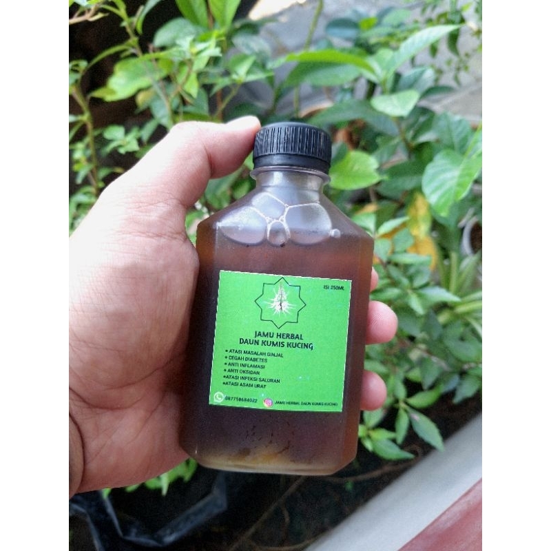 

Jamu herbal ekstrak klorofil daun kumis kucing tradisional obat herbal ( 250ml )