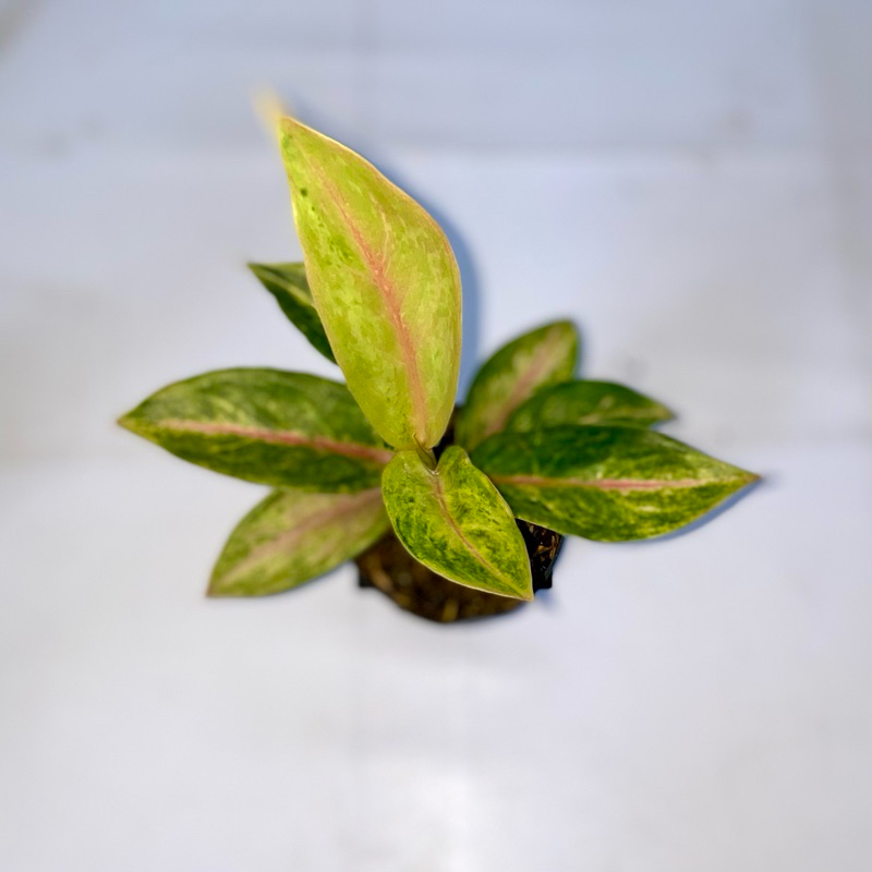 Aglaonema Golden baby