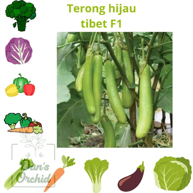 benih terong hijau tibet f1
