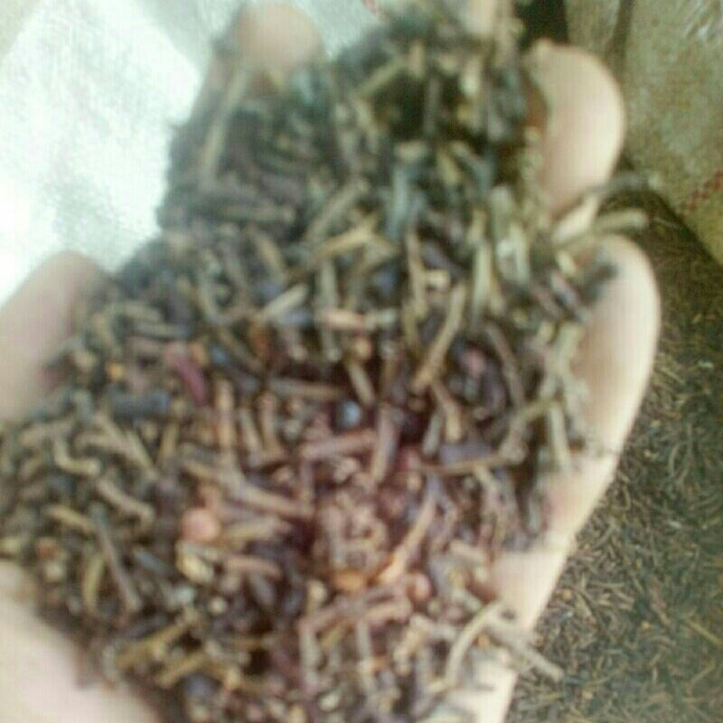 

rempah rempah 1kg Rp 25000