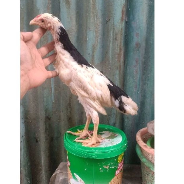 ayam tulak