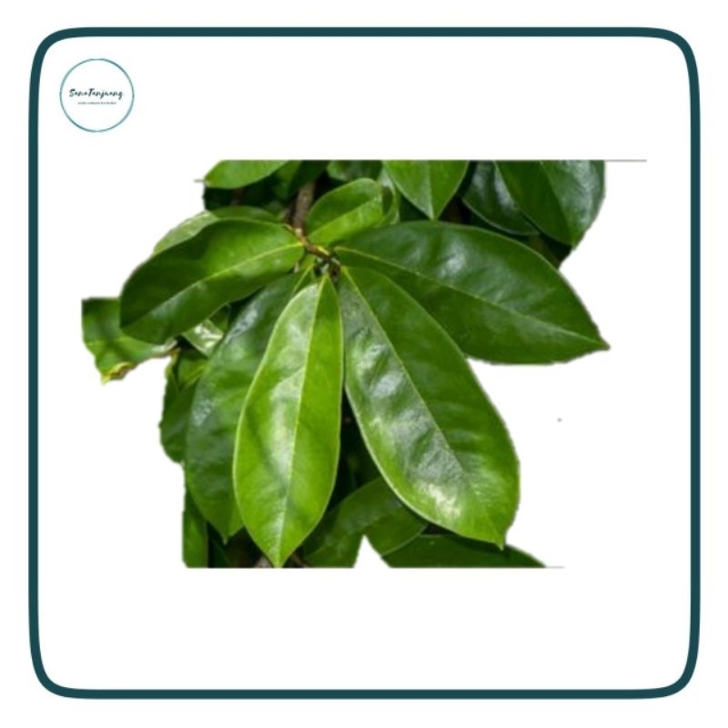 

Daun Sirsak 100 Lembar/ 50 Lembar Fresh Langsung Saat Check Out Produk