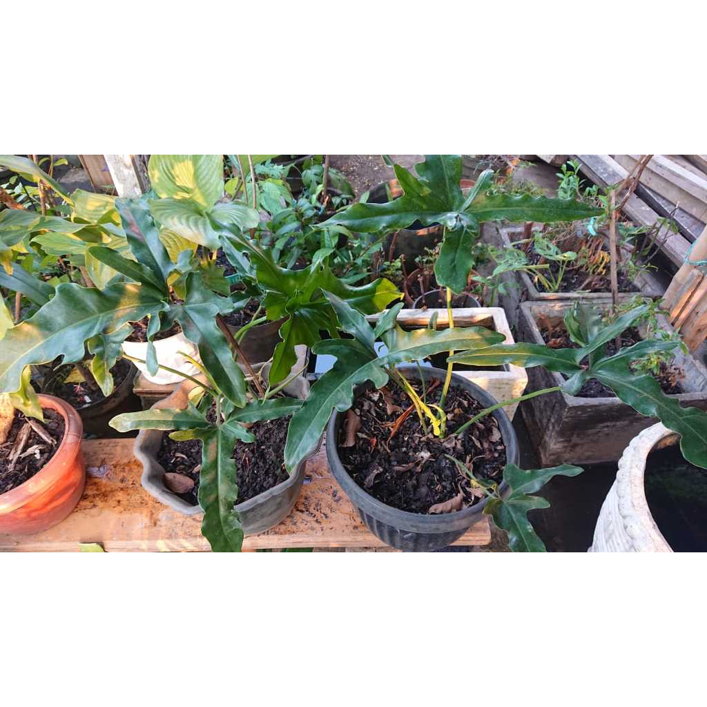 thaumatophyllum Sonora