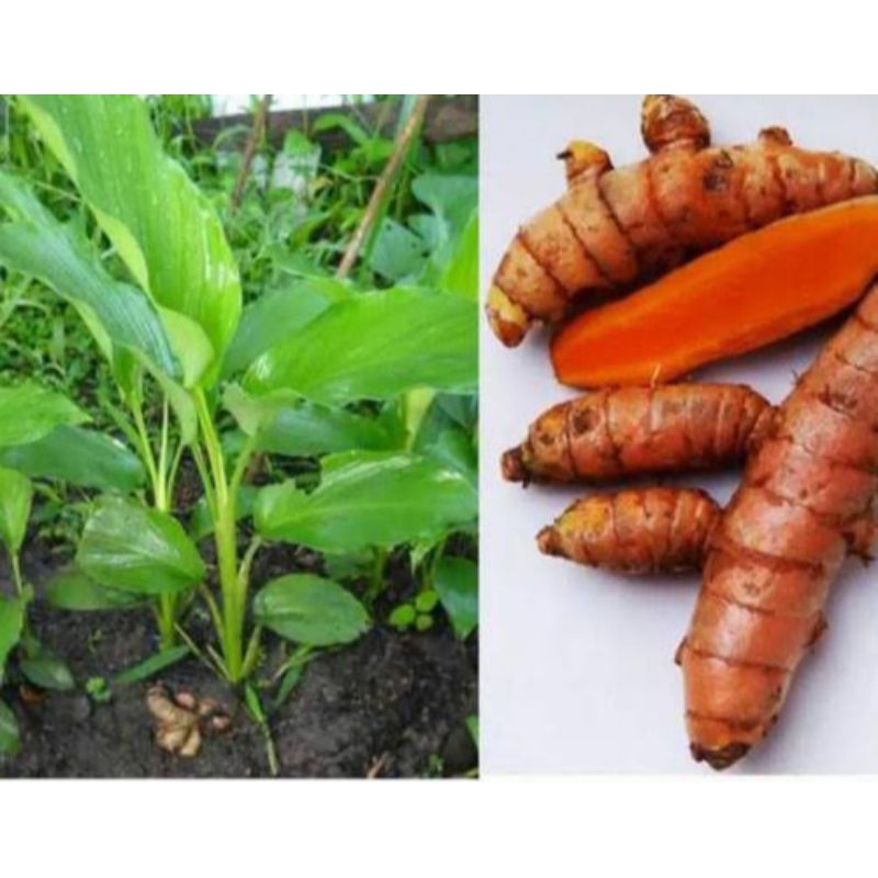 Bibit Kunyit Sayur Organik termurah berkualitas