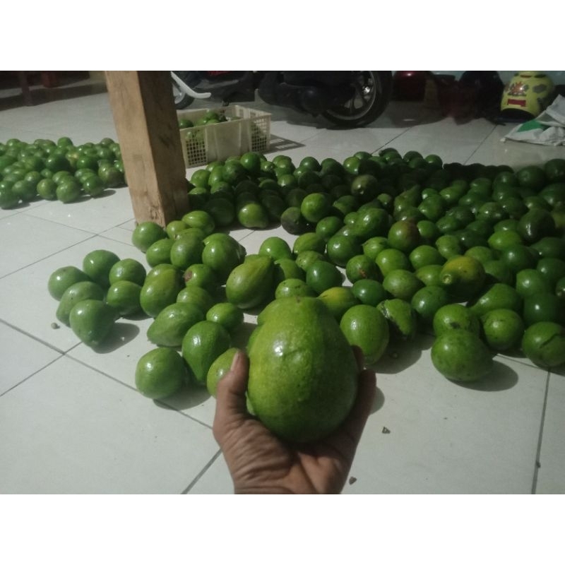 

alpukat mentega kemasan 1kg isi 23